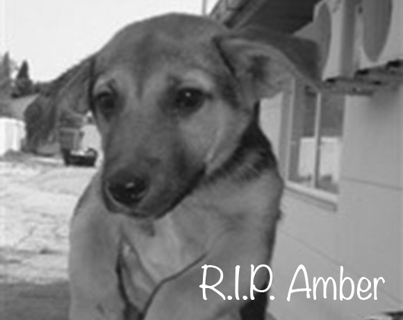 Amber †