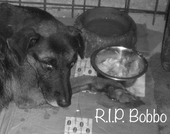 Bobbo †