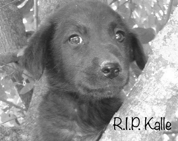 Kalle †