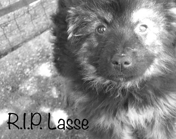 Lasse †
