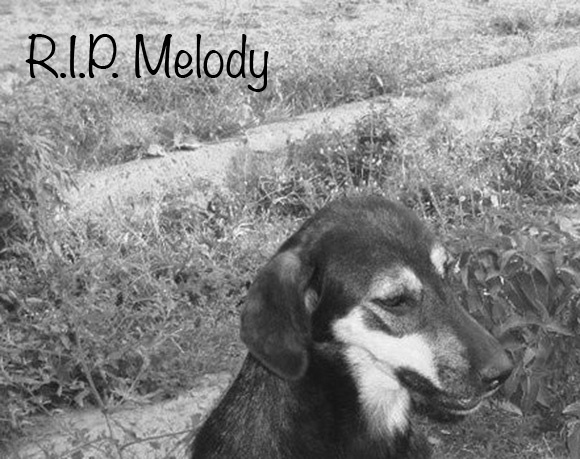 Melody †