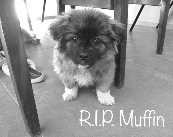 Muffin †