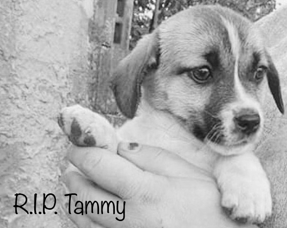 Tammy †