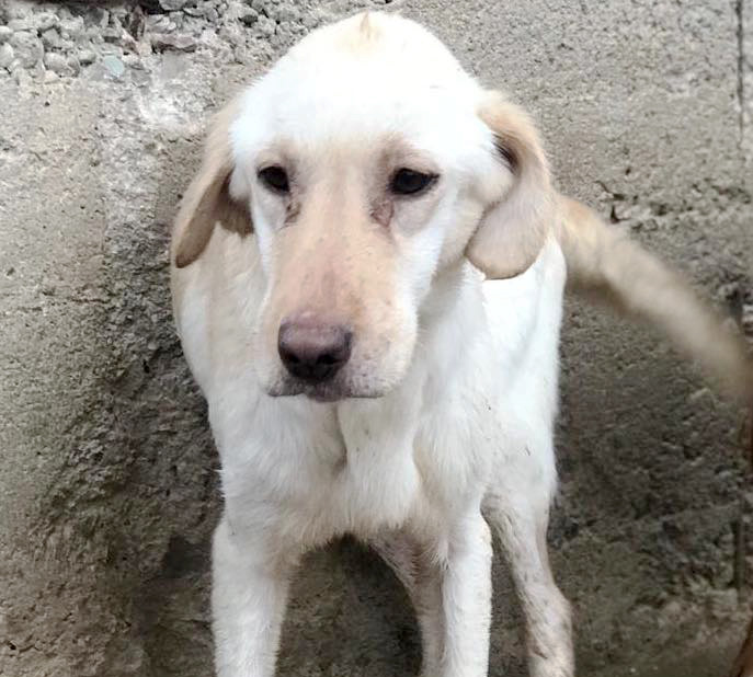 Hunden helfen und adoptieren aus dem Tierschutz Hands4Animals