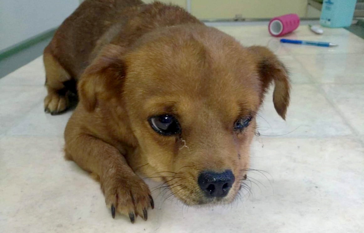 Spendenaufruf Spende für Hund in Not unser Sorgenkind Donna