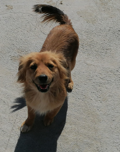 Elli