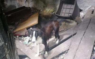 In dieser Bruchbude hatte eine Hundemama ihre 5 Babys vor der Welt in Sicherheit gebracht