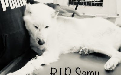 Erneut müssen wir Abschied nehmen – R.I.P. Samu