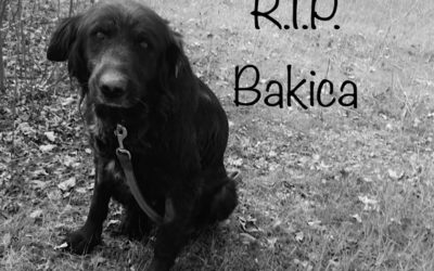 Wir hätten dir noch gerne ein paar schmerzfreie Monate geschenkt – R.I.P. Bakica