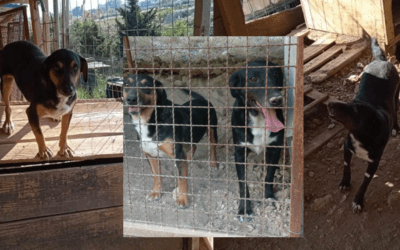 Amor und Portos warten bereits 4 Jahre – Endlich haben sie eine Pflegestelle gefunden🐕🚗