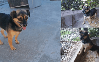 ✈️💔Percys Menschen wanderten aus und ließen ihn zurück – Nun will auch er auswandern 🐕🚗