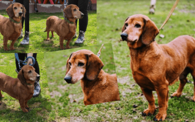 🆘 Nach 9 Jahren in der Tötung “entsorgt” 💔 Hilfst du Tobi? 🆘
