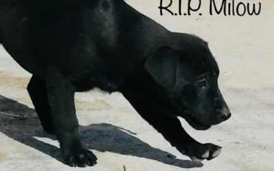Viel zu früh müssen wir Abschied nehmen – R.I.P. Milow
