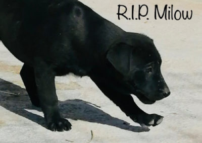 Milow †