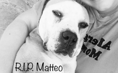 💔 Matteo hat uns unerwartet und viel zu früh verlassen! 💔