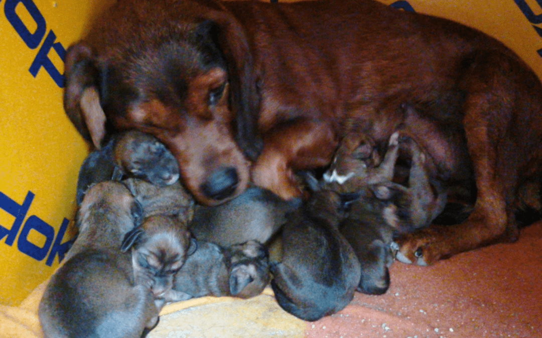 🐶 9 kleine Welpen hat unsere Paula auf die Welt gebracht 🐶