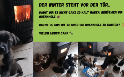 Der Winter steht vor der Tür.. Wir benötigen dringend Brennholz für die Kleinsten und Schwächsten in unserem Tierheim