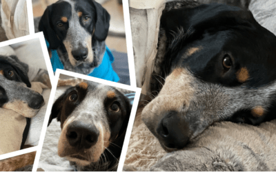 Doppelter Beinbruch – Peats rechtes Bein musste amputiert werden!