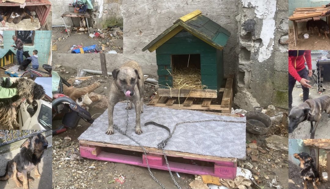 🆘 Riesige Rettungsaktion: 74 Hunde aus schlimmsten Bedingungen gerettet 🆘