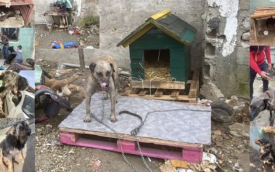 🆘 Riesige Rettungsaktion: 74 Hunde aus schlimmsten Bedingungen gerettet 🆘