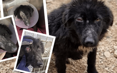 💔 Stellas Auge konnte nicht gerettet werden – Hilfst du uns bei den OP-Kosten? 💔
