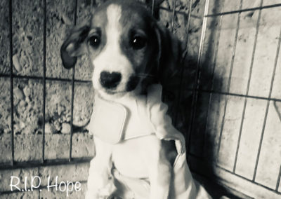 Hope †
