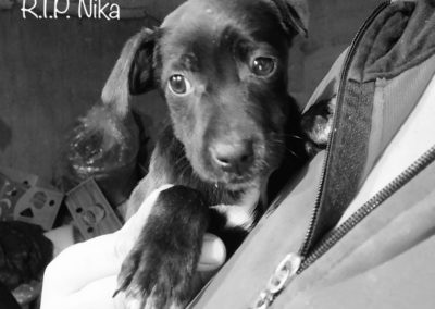 Nika †