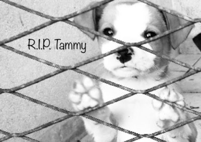 Tammy †