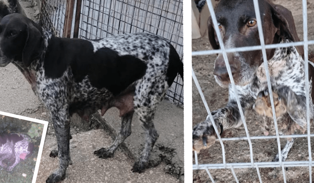 ❌ Wieder ereilte unsere Tierschützer ein Notruf – eine Hündin wurde ohne ihre Babys einfach ausgesetzt ❌