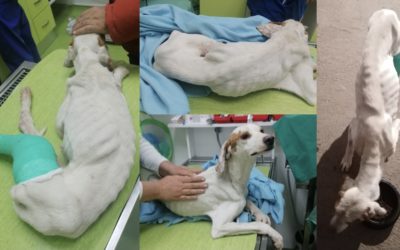❌ 150km von Zuhause ausgesetzt und zum Sterben zurückgelassen ❌