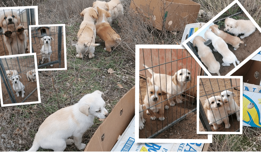 ‼️ Wieder wurden 4 Welpen ausgesetzt ‼️