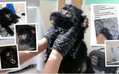 🆘 Erneut haben wir einen Notfall – diese Hündin haben unsere Tierschützer in einem Gewächshaus gefunden 🆘