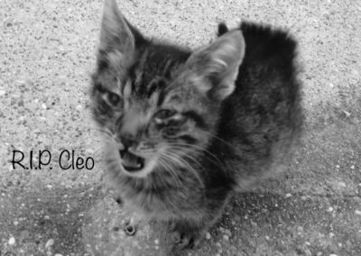 Cleo †
