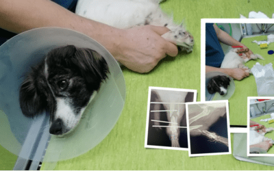 🏥 Unsere kleine Hope war zur Kontrolle – es wird leider noch ein langer Weg für sie ❤️‍🩹