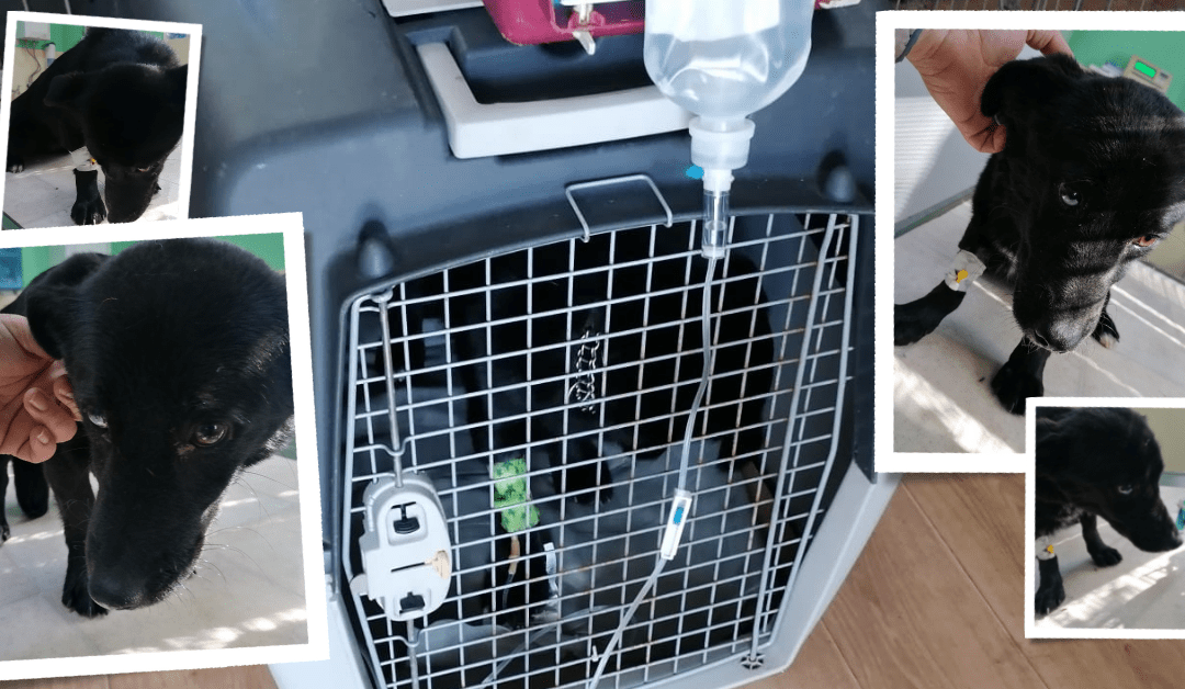 🏥 Wieder kämpft ein Neuzugang mit dem Parvo-Virus 🏥