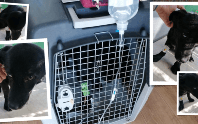 🏥 Wieder kämpft ein Neuzugang mit dem Parvo-Virus 🏥