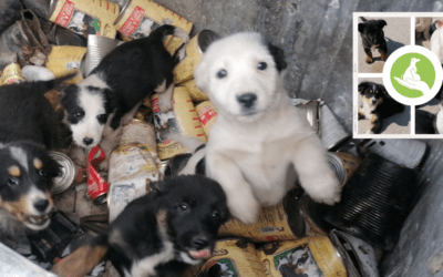 😍 Unsere 4 Müllcontainer-Welpen brauchen jeweils einen Namen 😍