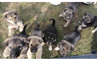🆘 Über 30 Neuzugänge innerhalb von 2 Wochen 🆘
