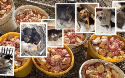 🆘 450 Hunde haben nur noch Brot als Futter 🆘
