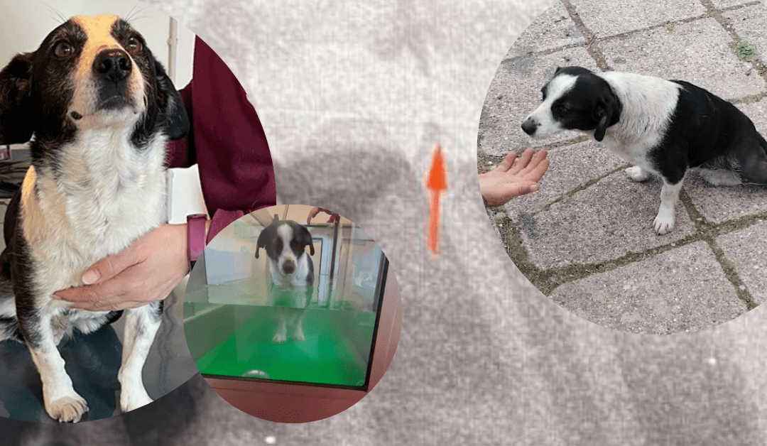 🏊‍♂️ Lotta’s Physiotherapie hat begonnen – Hilfst du uns bei den Kosten? 💶