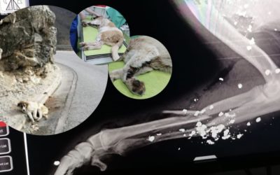 ❗️Notfall Mili – Erneut wurden unsere Tierschützer um Hilfe gerufen❗️