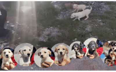 ‼️ Morgens 7 Welpen ausgesetzt – Nachmittags einen Jagdhund-Rüden ‼️