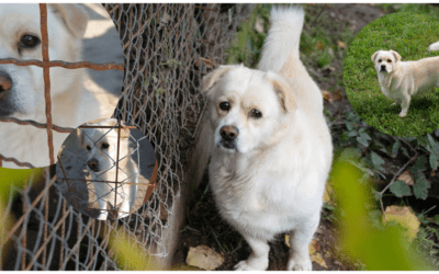 🥺 Nach 7 Jahren einfach im Tierheim zurückgelassen – Buddy hat seinen Menschen lange nachgeweint 😭