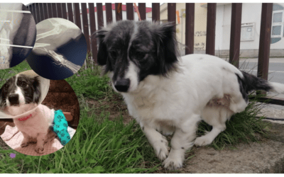 🥺 Hope’s Beinchen musste amputiert werden 🥺 Im Tierheim würde sie komplett untergehen..