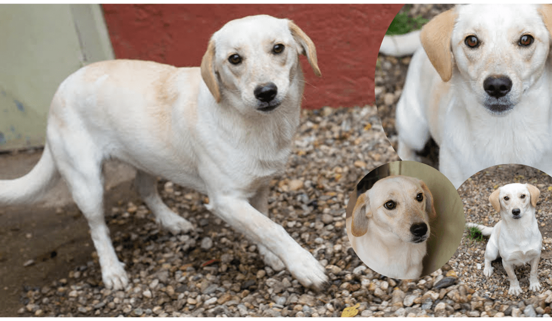 ‼️400 Hunde im Tierheim – unsere Marla geht komplett unter – Hilfst Du ihr auszureisen? 🙏