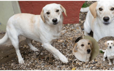‼️400 Hunde im Tierheim – unsere Marla geht komplett unter – Hilfst Du ihr auszureisen? 🙏