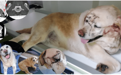 🆘 Amy wurde angefahren und hat einen Bandscheibenvorfall 🤯 sie braucht DRINGEND eine Operation! 🆘