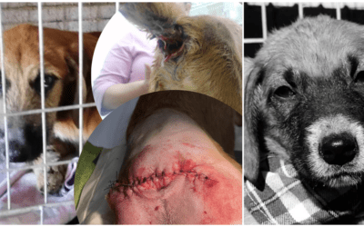 ❗️Maya und Taro – bei einer Beißerei zwischen den Geschwistern verlor sie ihr Leben und er seine Rute ❗️