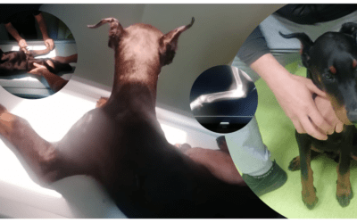 ❌ Dobermann Welpe ausgesetzt mit gebrochenem Bein ❌