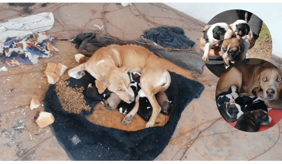 ❌ Hundemama mit 6 Welpen aus Bruchbude gerettet ❌